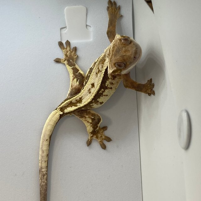 화이트스팟 화이트핀 세이블