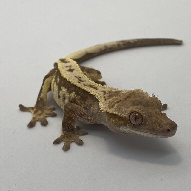 화이트스팟 화이트핀 세이블