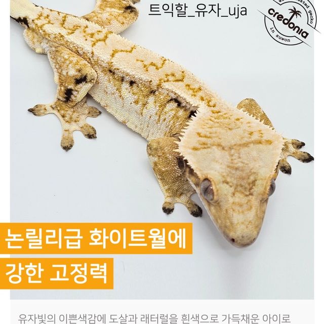 화이트스팟 트라이 카푸치노