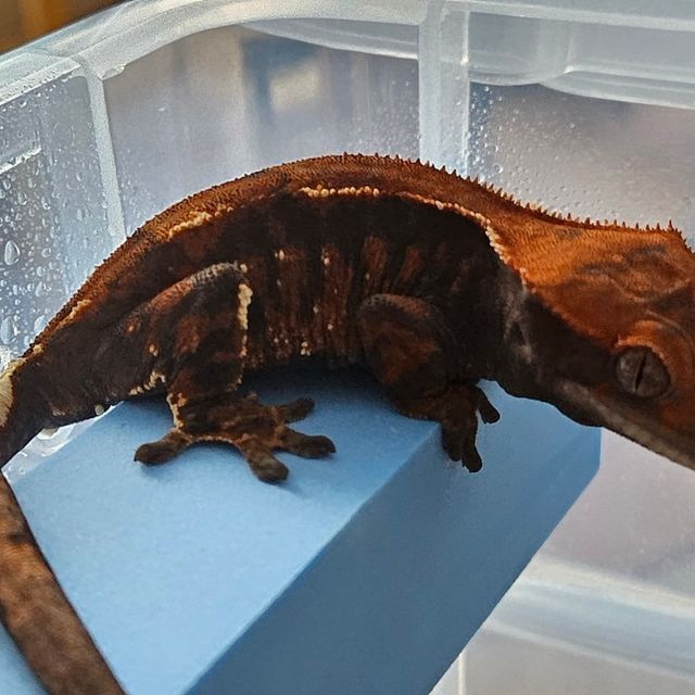 화이트스팟 트라이 카푸치노