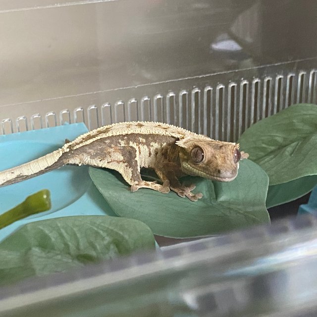 화이트스팟 화이트핀 세이블