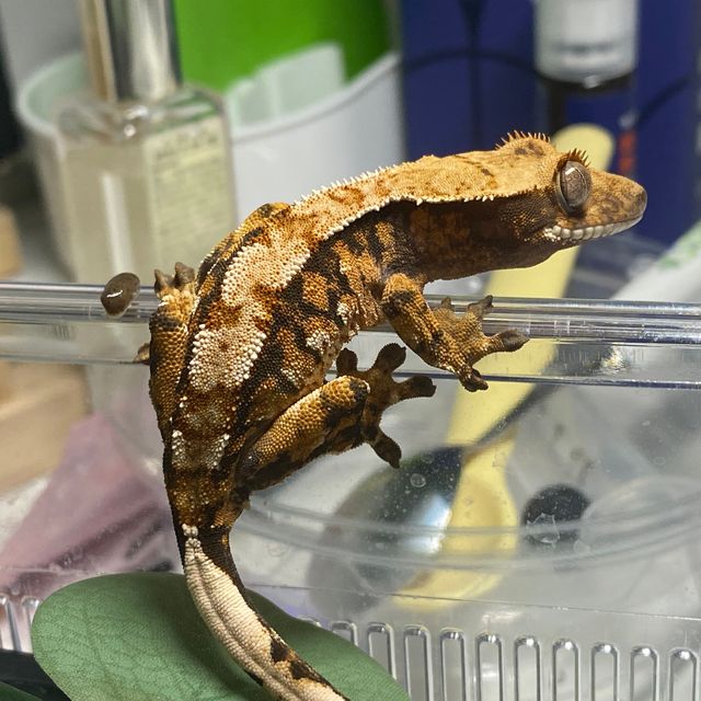 텐저린 트라이 익스트림할리퀸