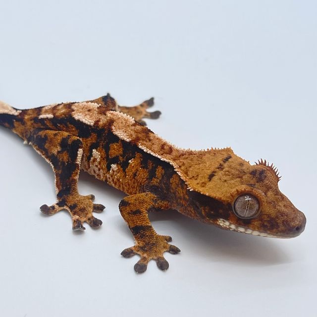 텐저린 트라이 익스트림할리퀸