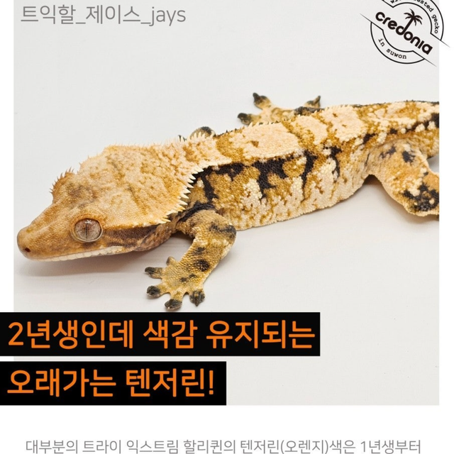 텐저린 트라이 익스트림할리퀸