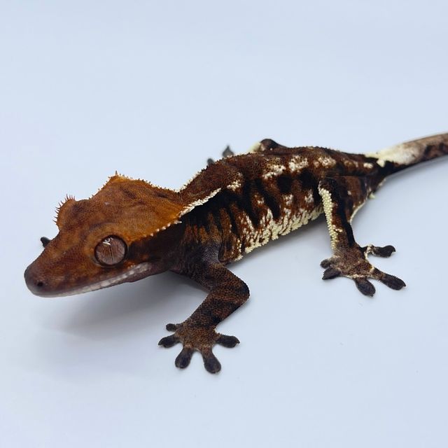 화이트스팟 트라이 카푸치노