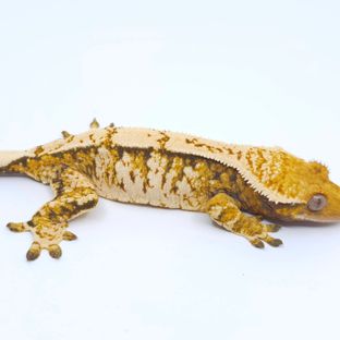 트라이