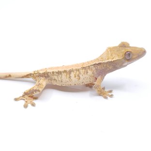 솔리드백 트라이