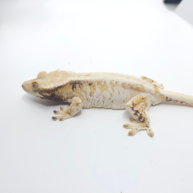 트라이 익스트림할리퀸