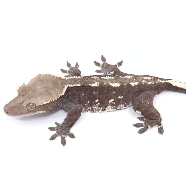 아잔틱