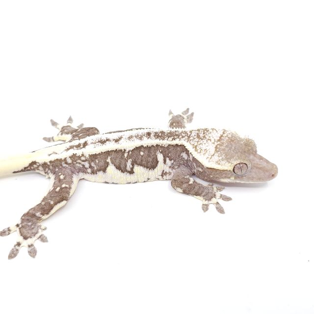릴잔틱