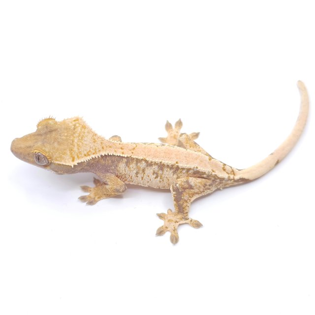 솔리드백 트라이