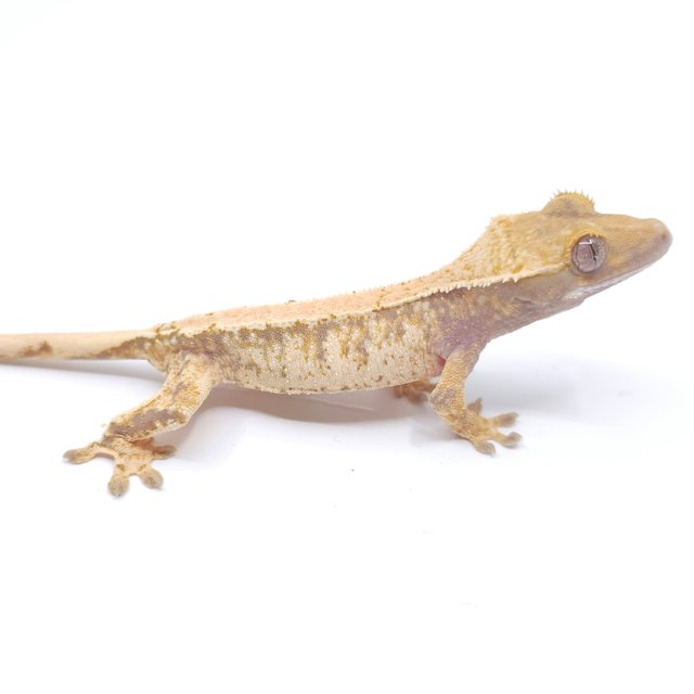 솔리드백 트라이