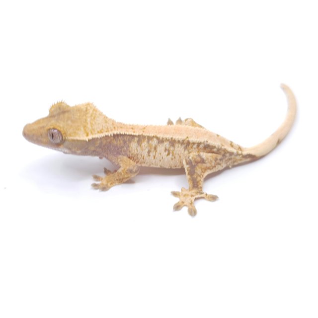 솔리드백 트라이