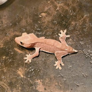 카푸치노 파이드