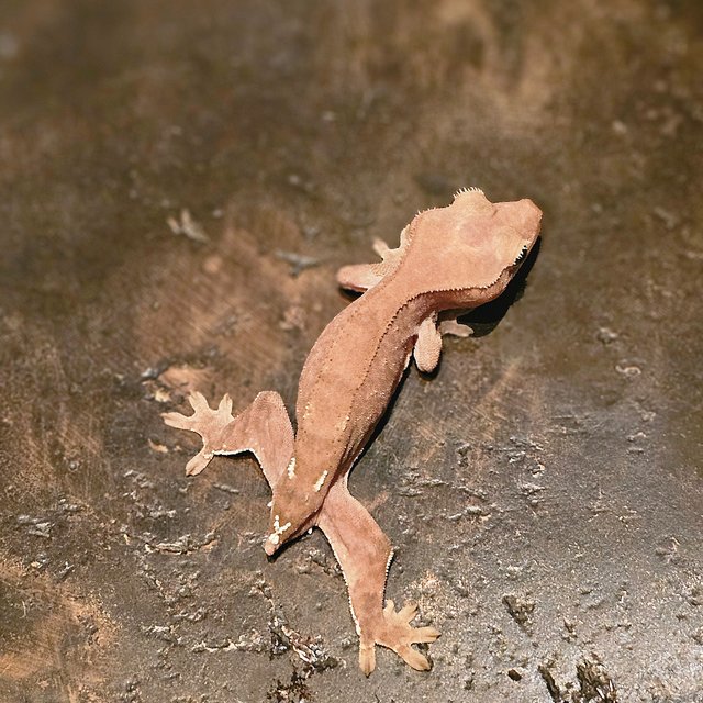 카푸치노 파이드