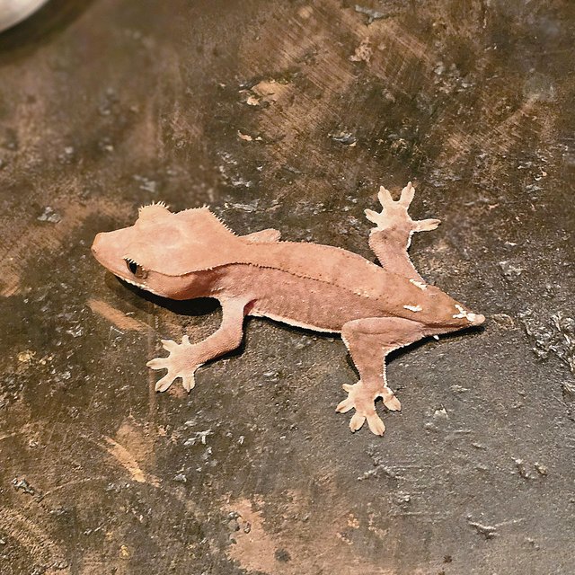 카푸치노 파이드