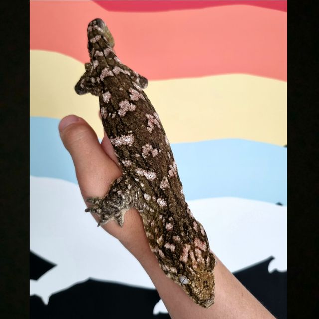 트로거 헷 멜라니스틱