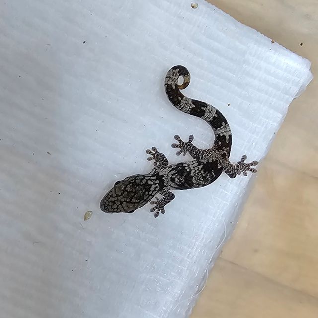 노멀