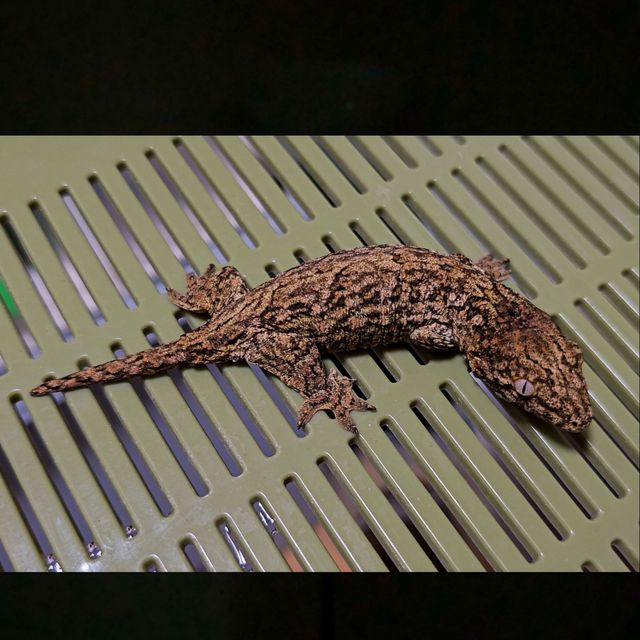 노멀