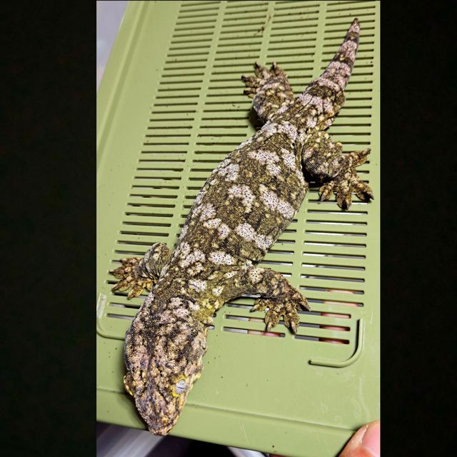 노멀