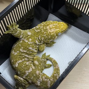 Dongjak