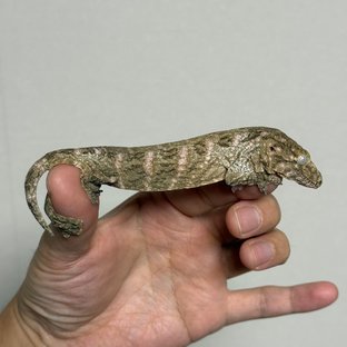 카나와 리핀리치스