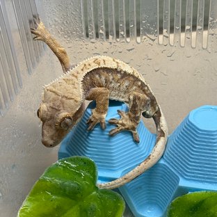 노멀 트라이 드리피 화이트스팟