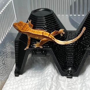 노멀 트라이 익스트림할리퀸 핀스트라이프 레이지 몬코사