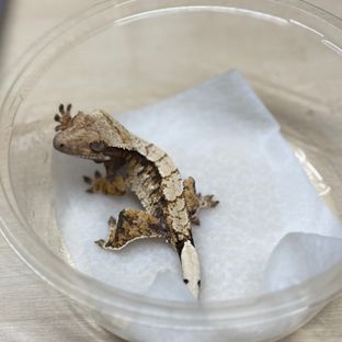 노멀 트라이 익스트림할리퀸 레이지 나비스
