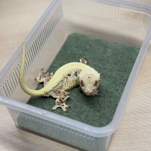 트라이 솔리드백 릴리화이트