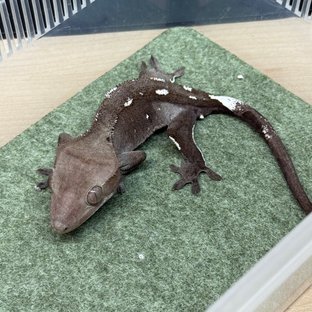 아잔틱