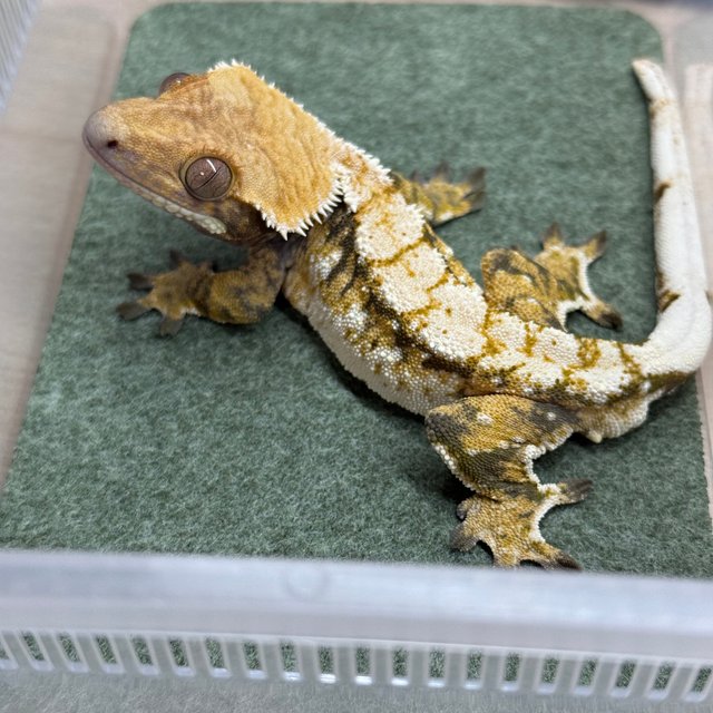 노멀 트라이 익스트림할리퀸