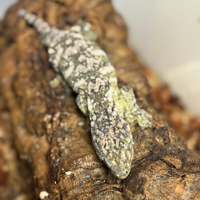 리핀리치스 하이 컬러