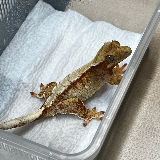 트라이 익스트림할리퀸 레드 드리피
