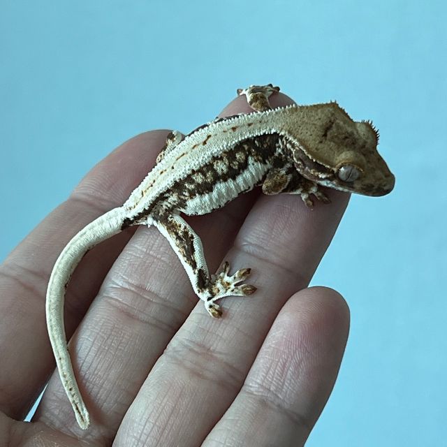 릴리화이트 트라이