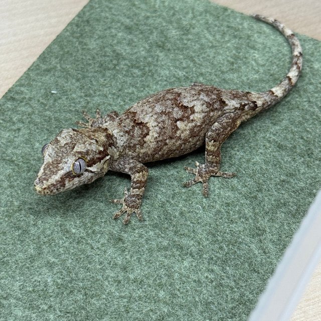 노멀 블로치드 레티큘