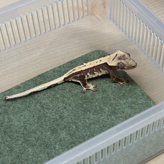 트라이 릴리화이트