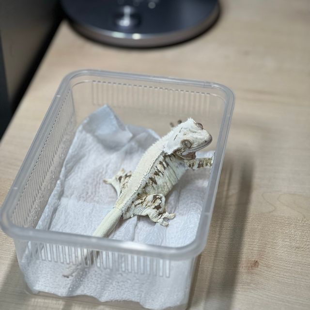 릴리화이트