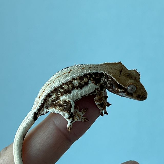 릴리화이트 트라이