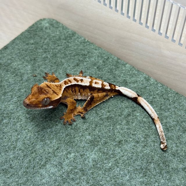 노멀 화이트핀 트라이 익스트림할리퀸 텐저린 레이지