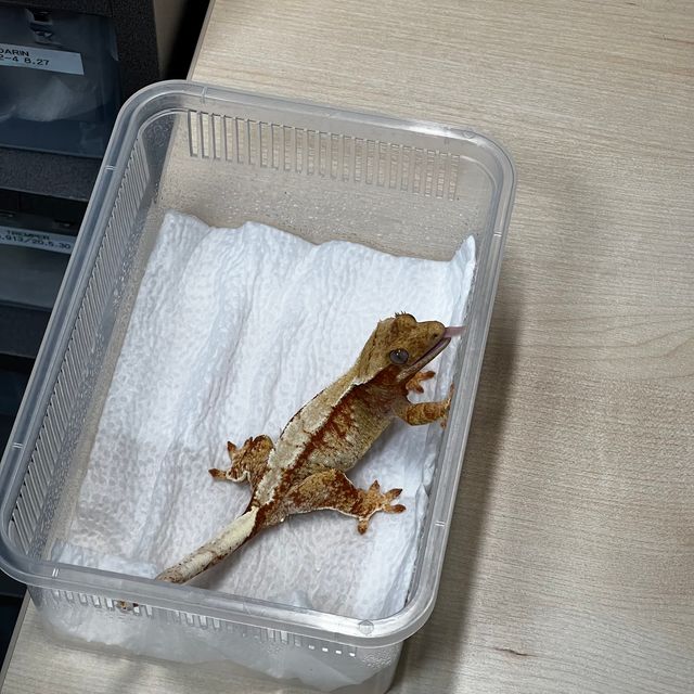 트라이 익스트림할리퀸 레드 드리피