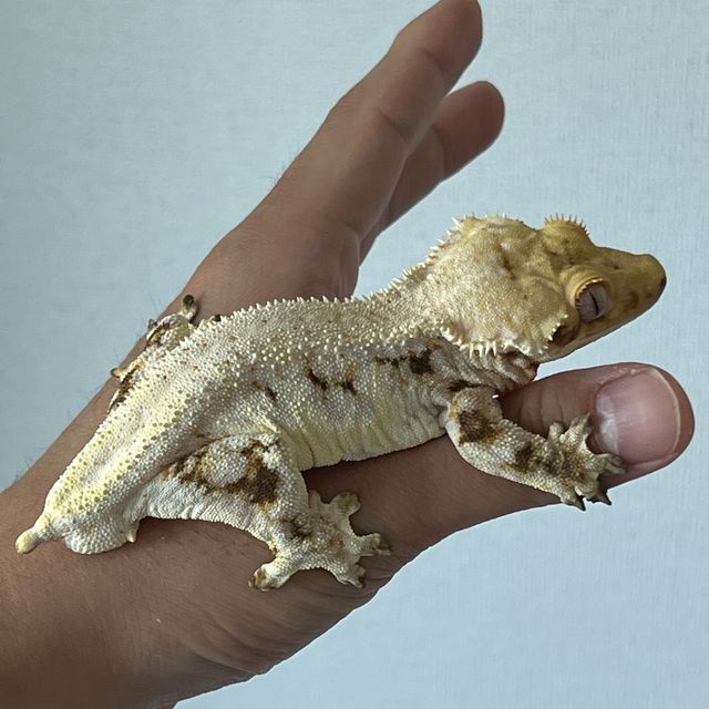 릴리화이트 트라이