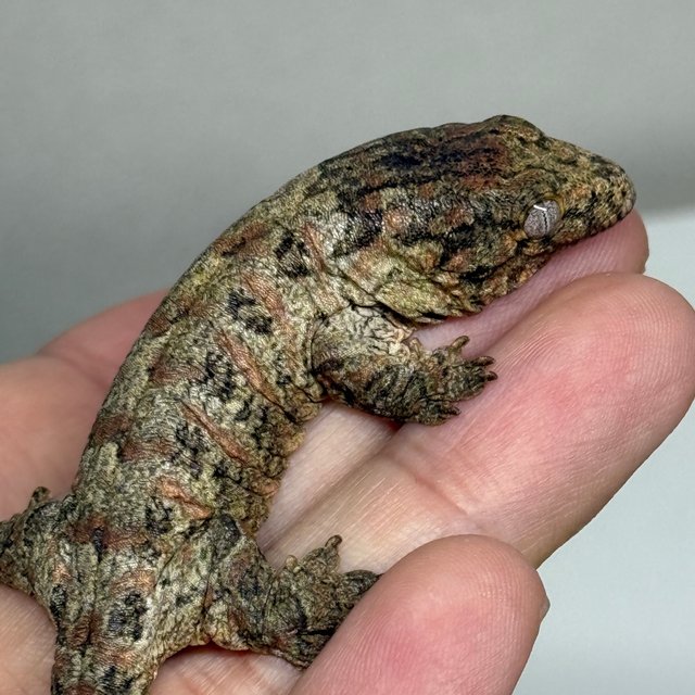 카나와 리핀리치스