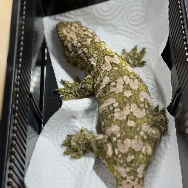 리핀리치스 하이 컬러