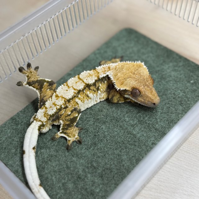 노멀 트라이 익스트림할리퀸