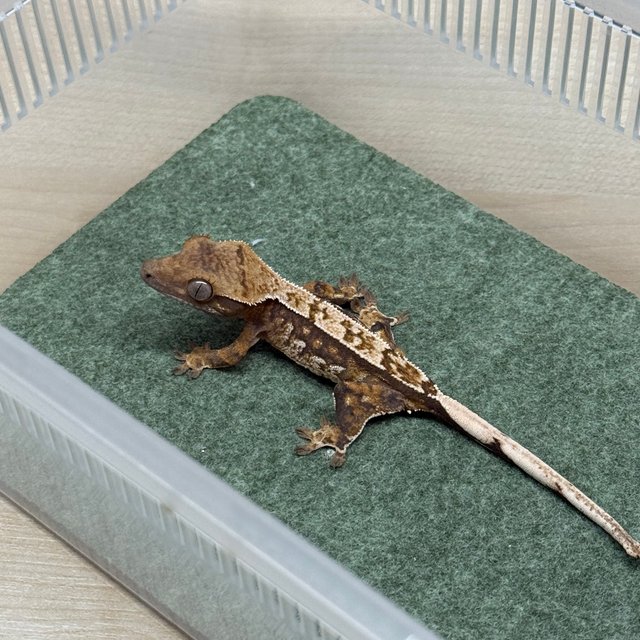 노멀 트라이 핀스트라이프 익스트림할리퀸