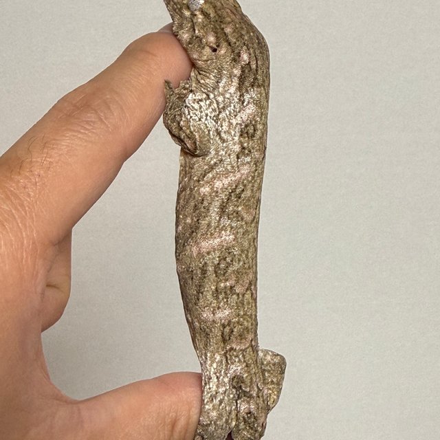 카나와 리핀리치스