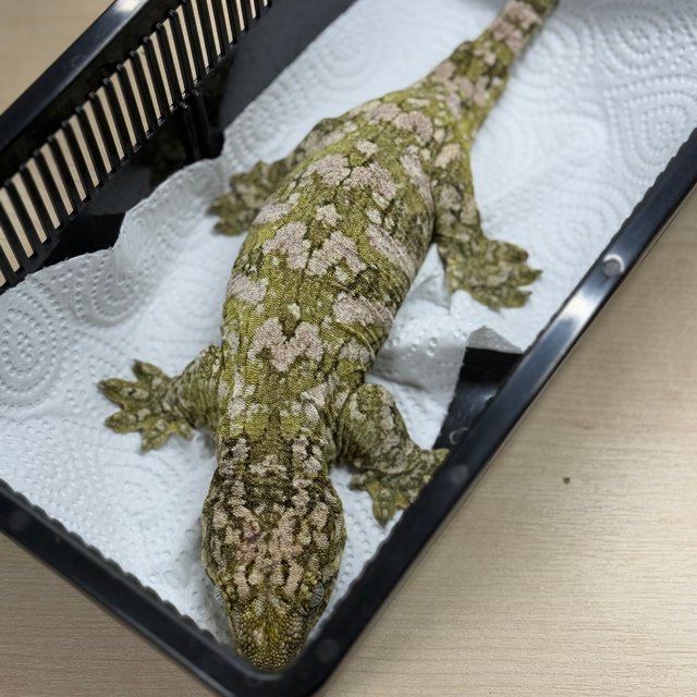 리핀리치스 하이 컬러