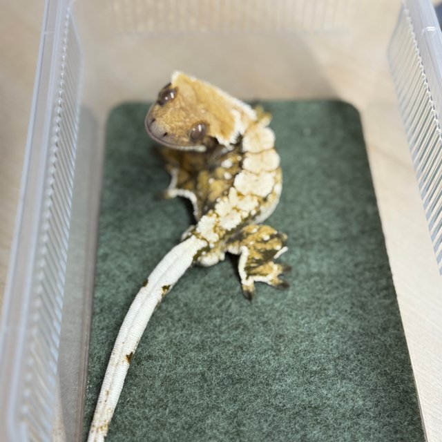 노멀 트라이 익스트림할리퀸