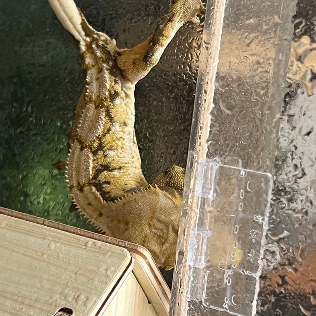 트라이 익스트림할리퀸